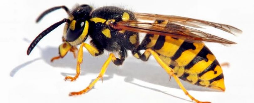 The European Wasp is setting up camp in the region.