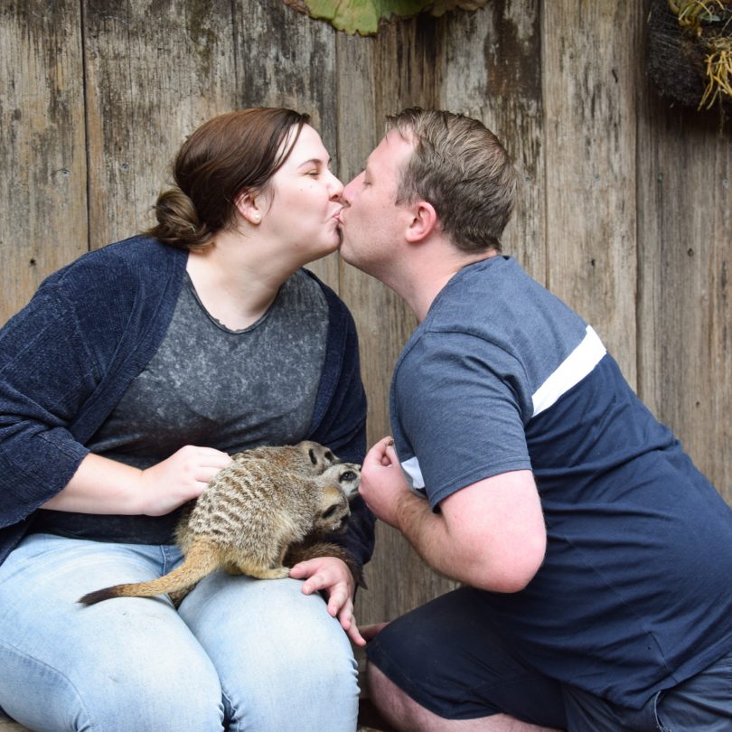 Couple kiss in Mogo WIldlife Park's meerkat enclosure
