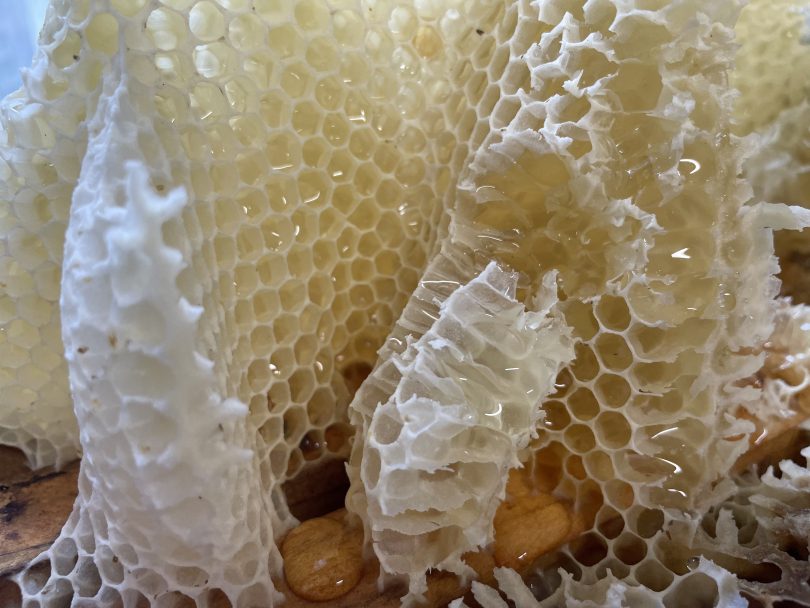 Honeycomb dripping with delicious Iron Bark honey