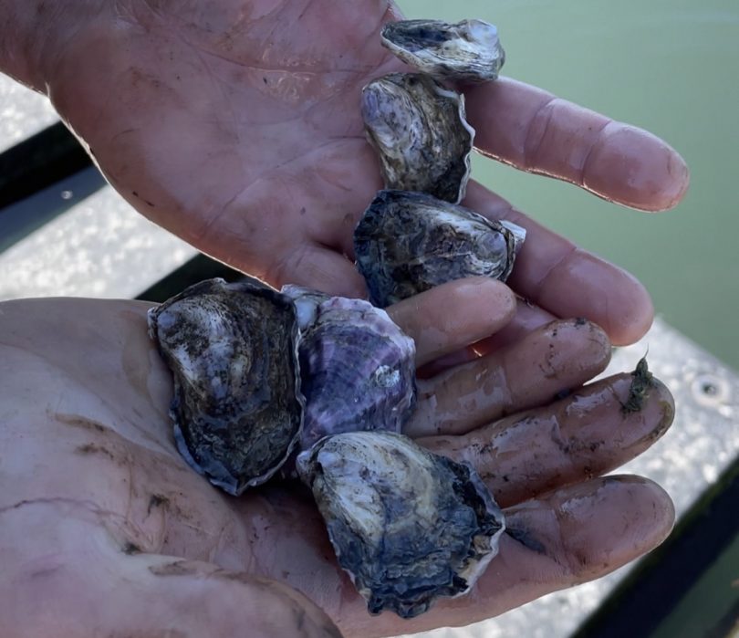 Oysters from the Clyde River