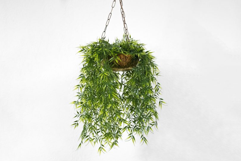 Hanging pot plant