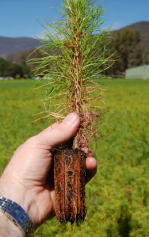Radiata pine seedling
