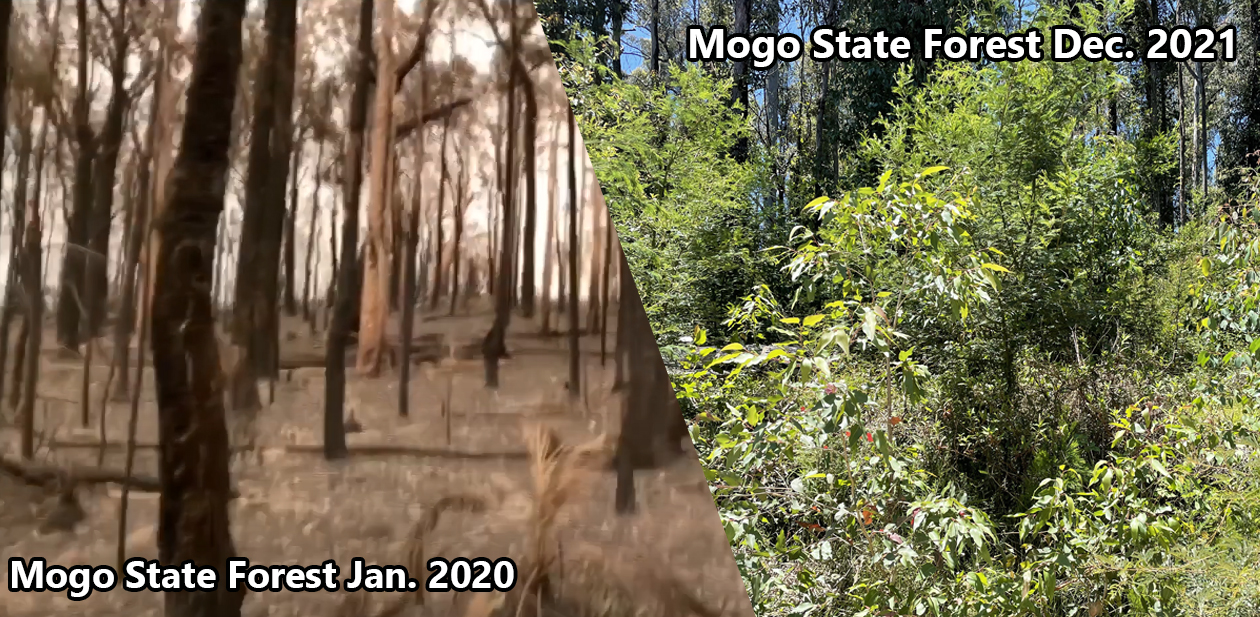 Two years after the Black Summer bushfires, time-lapse video captures remarkable regrowth of our forests