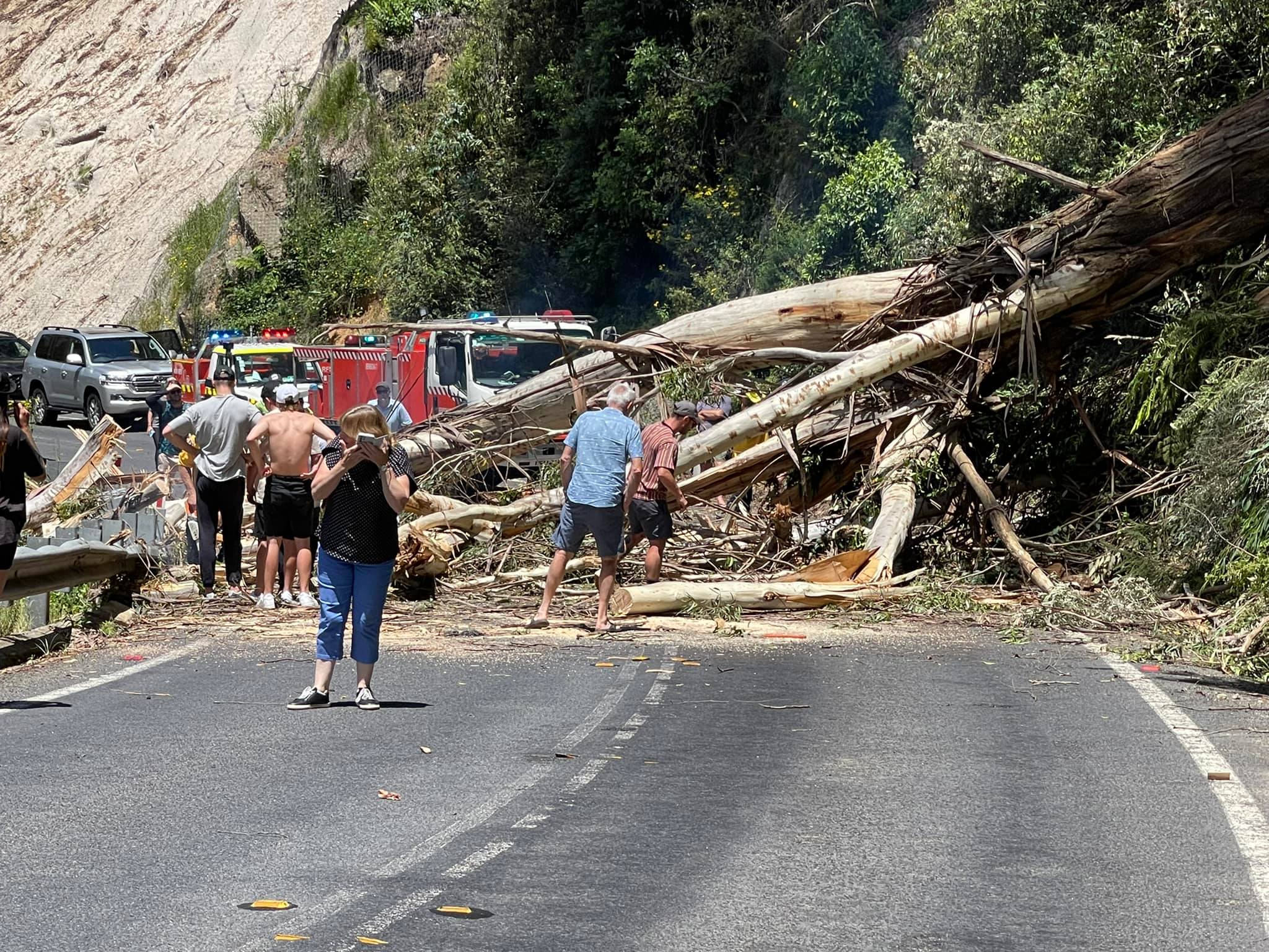 Fallen tree causes New Year's Eve traffic delays on Brown Mountain
