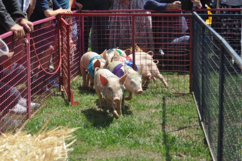 Racing pigs at Thoroughbred Piglet Races in Laggan