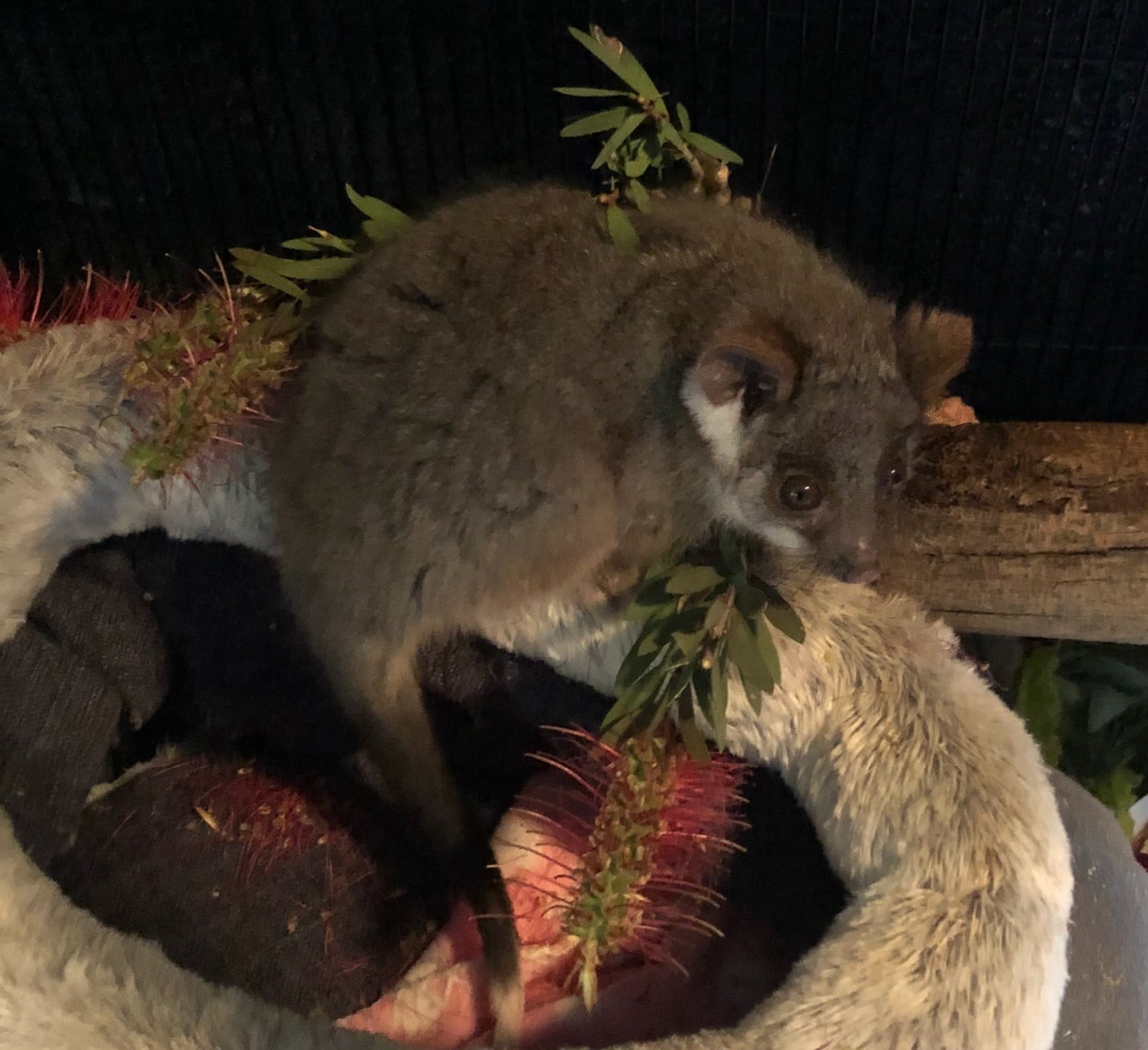 Stolen ringtail possum joeys are reunited with wildlife carer