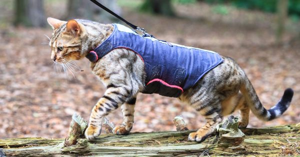 Eurobodalla Shire Council raising awareness on responsible cat ownership