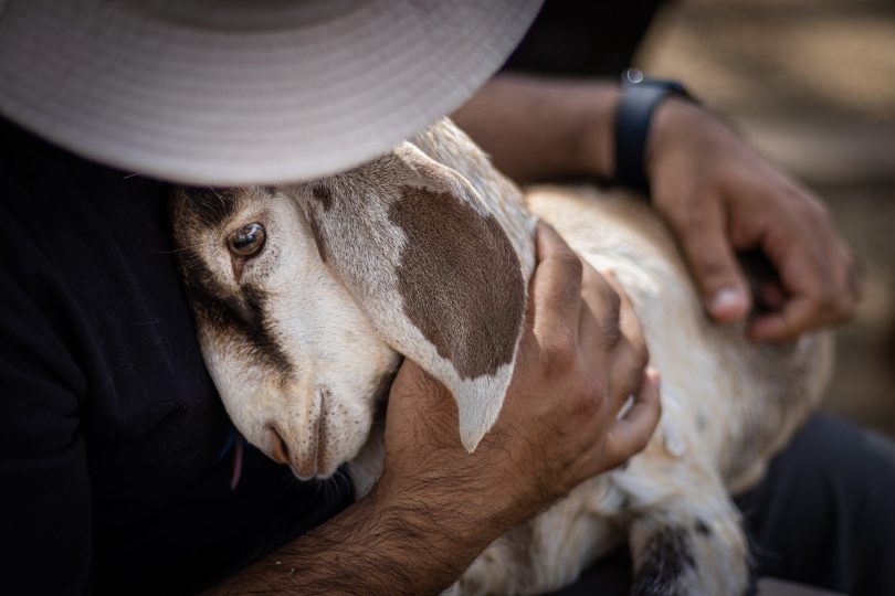Farmer holding goat