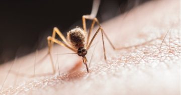 Beware the bite: State Government issues mosquito warning as wet summer boosts risk of illness
