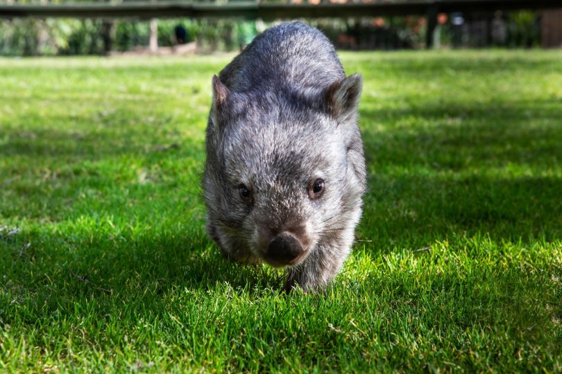 Wombat at Birdland Animal Park