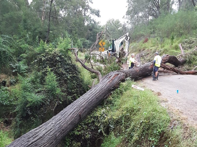 Trees fell near Knowles Creek, Araluen Road