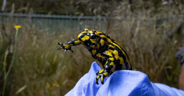 Biggest egg release ever boosts hope for survival of Australia's cutest frog species