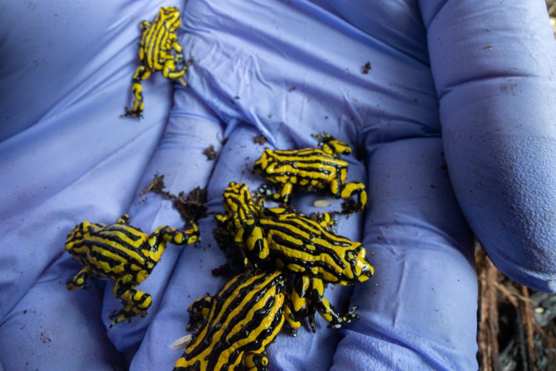Southern Corroboree Frogs being released