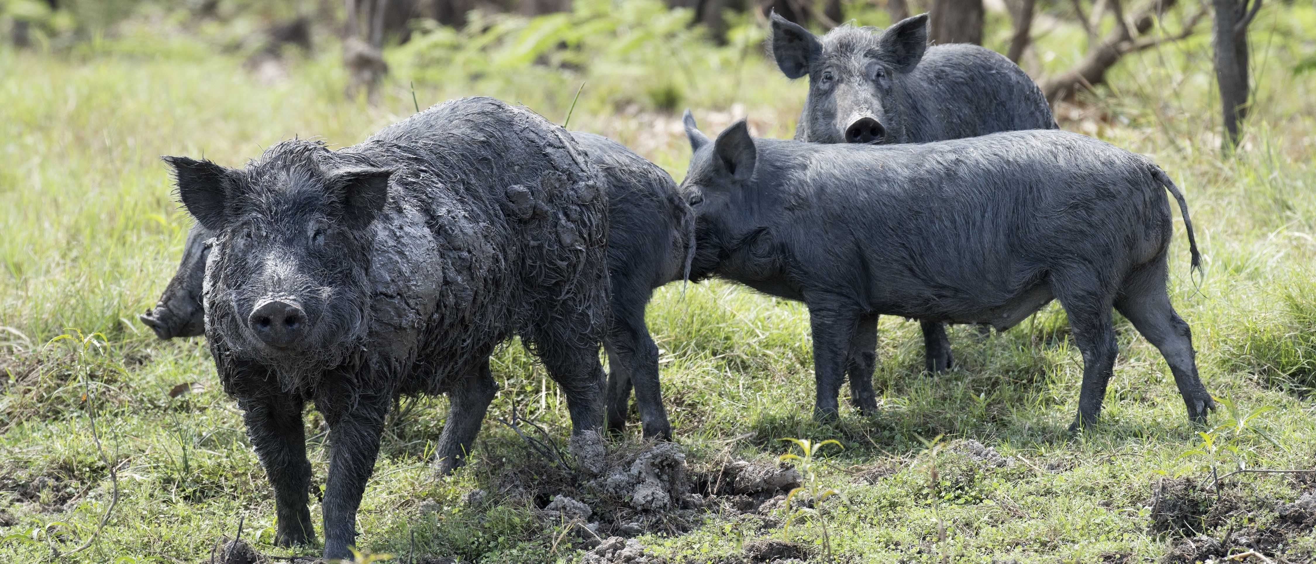 National award for Western Riverina feral pig eradication program