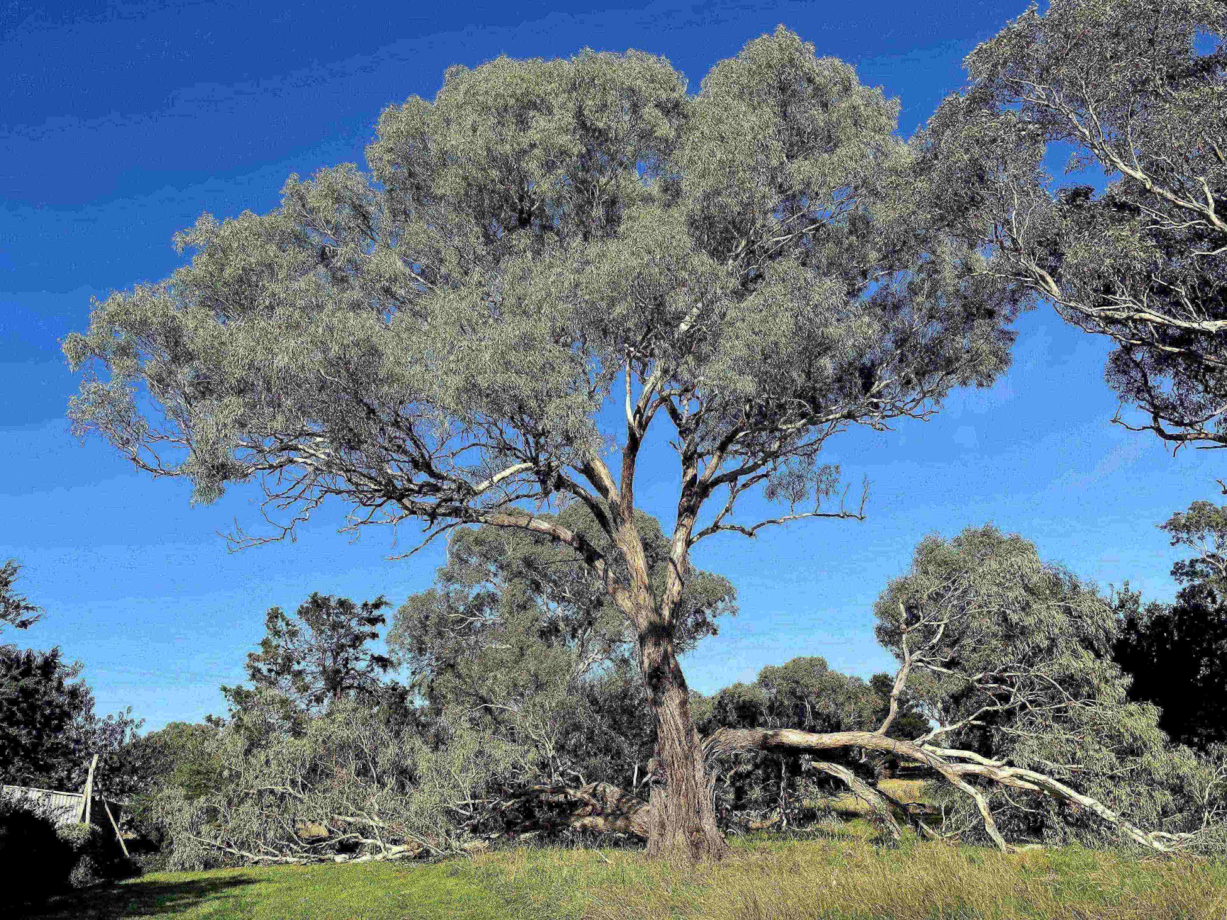 By gum, yet another tree's hit the dust ... or was it just hearsay?