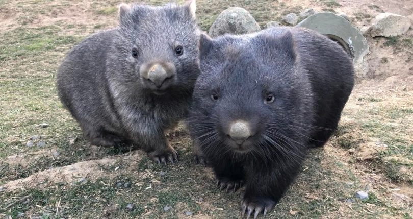 Two wombats