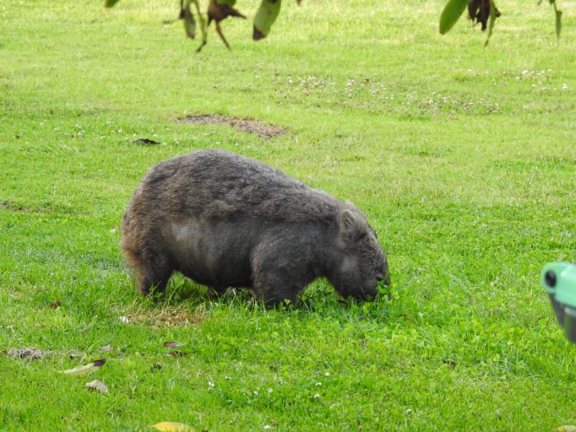 Wombat eating grass