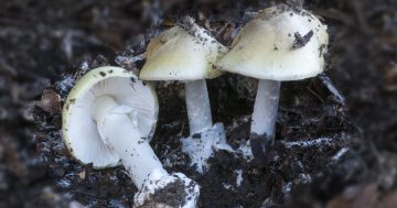 'Keep your children safe': Deadly death cap mushrooms detected in southern NSW