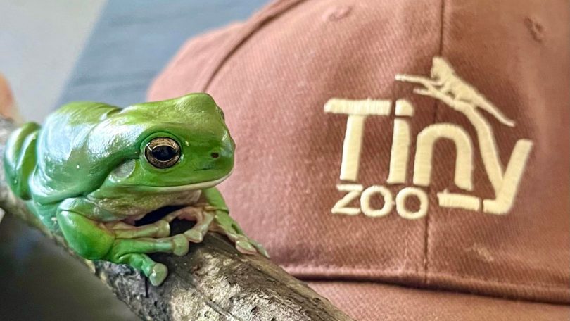 Green tree frog on a branch next to hat with Tiny Zoo logo
