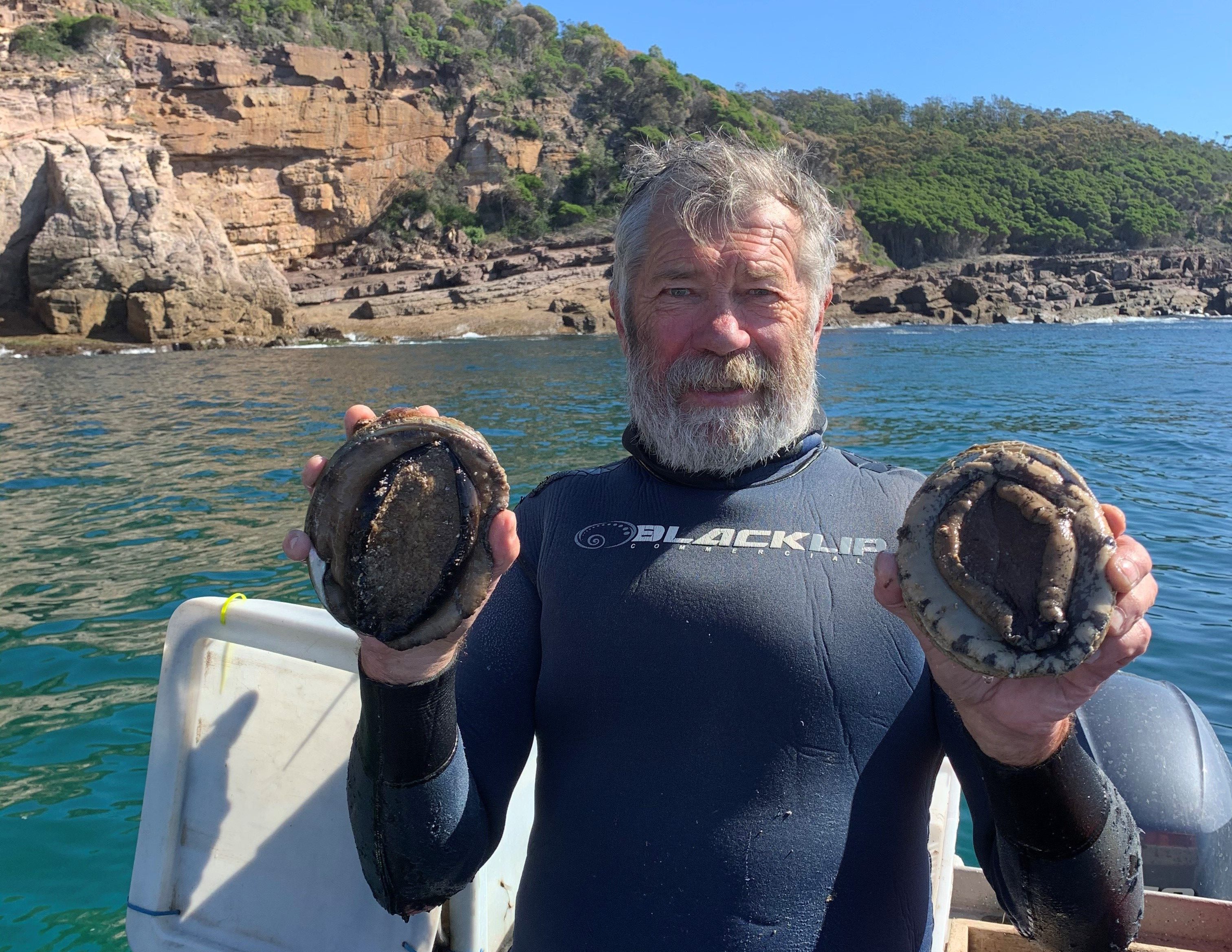 Price of abalone halves since 2019 as South Coast divers endure 'perfect storm' of events