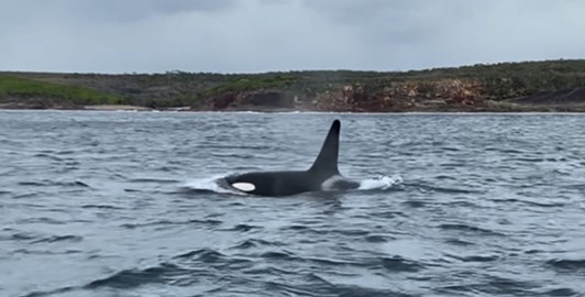 A killer whale spotted near Green Cape, south of Eden