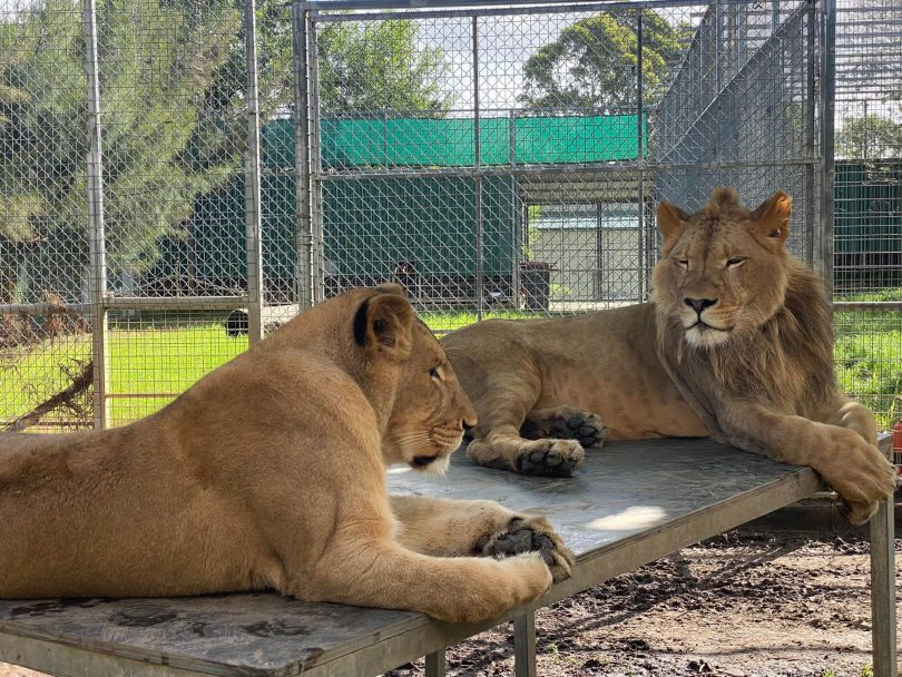 two lions relaxing in an enclosure