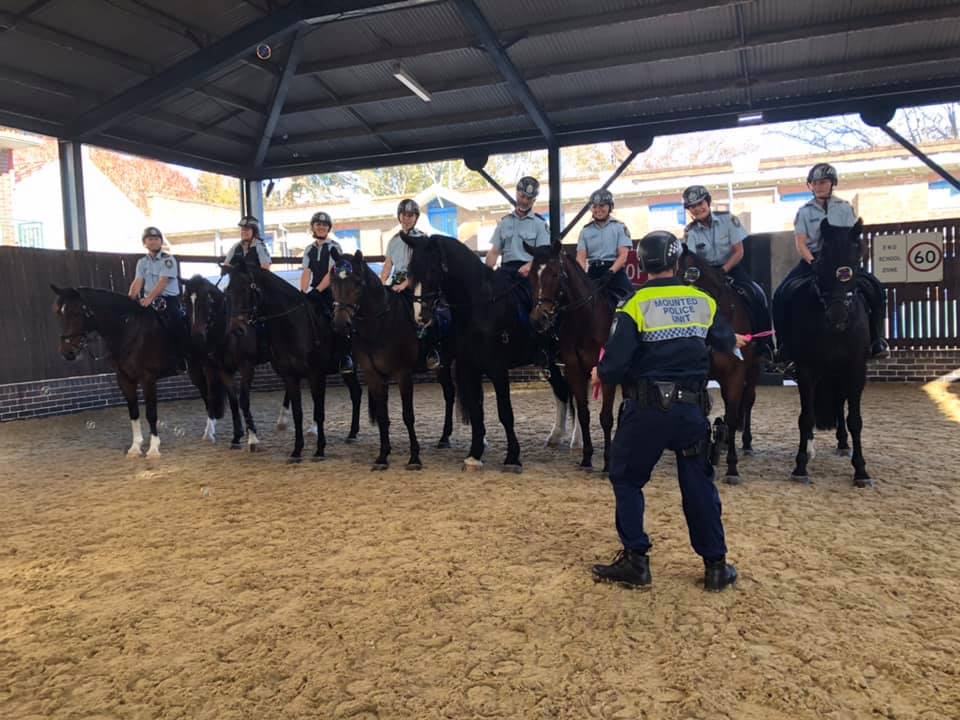 police horses in training