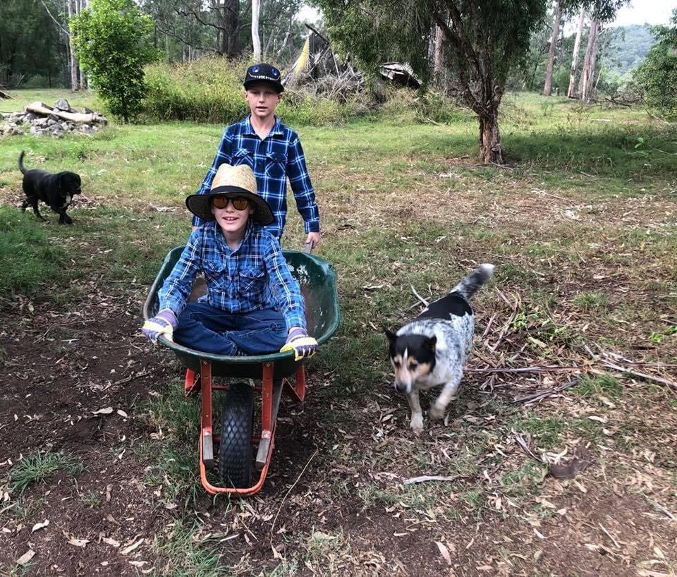 Two boys playing with a wheelbarrow and two dogs