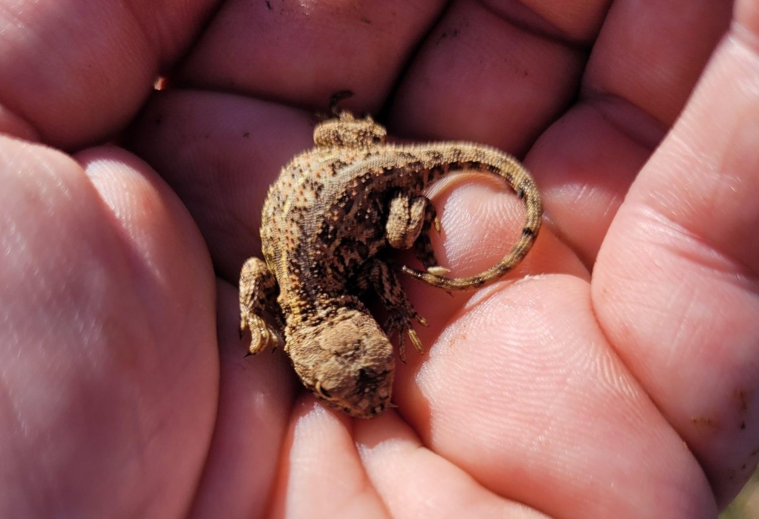 'Goldilocks' species spotted in Jerrabomberra grassland for first time in two years