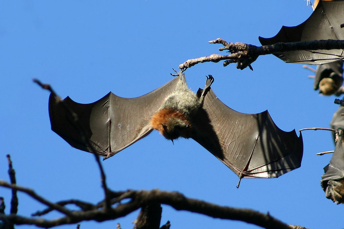 Grey-headed flying fox hanging from tree