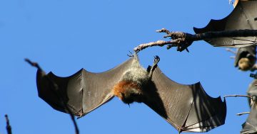 Flying foxes forced out of traditional habitat are facing 'enormous pressure' to survive
