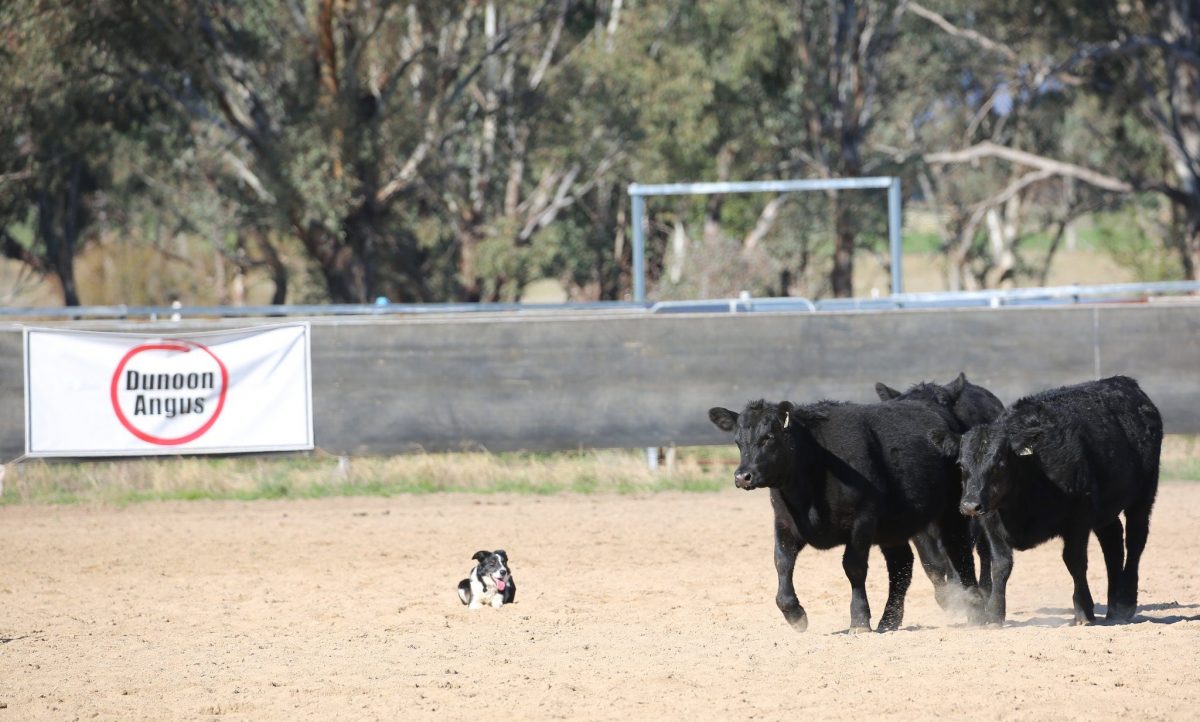 A Border Collie stays focused on a trio of Angus steers at the Holbrook Working Dog Trials