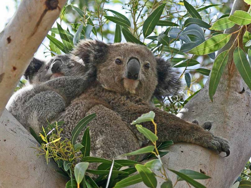 Koalas in gums