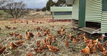 What came first? The chicken or the lead? Either way, it’s fake news for regional farmers