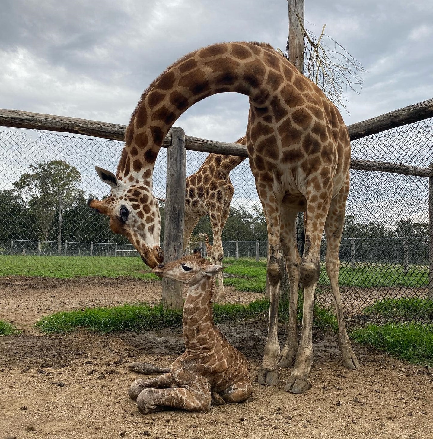 Baby giraffes and laughing hyena added to zoo families in Canberra and South Coast