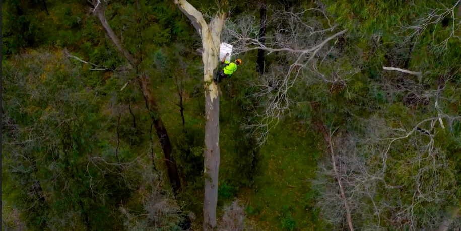 Man in high vis vest attaching a nest box high in a tree top