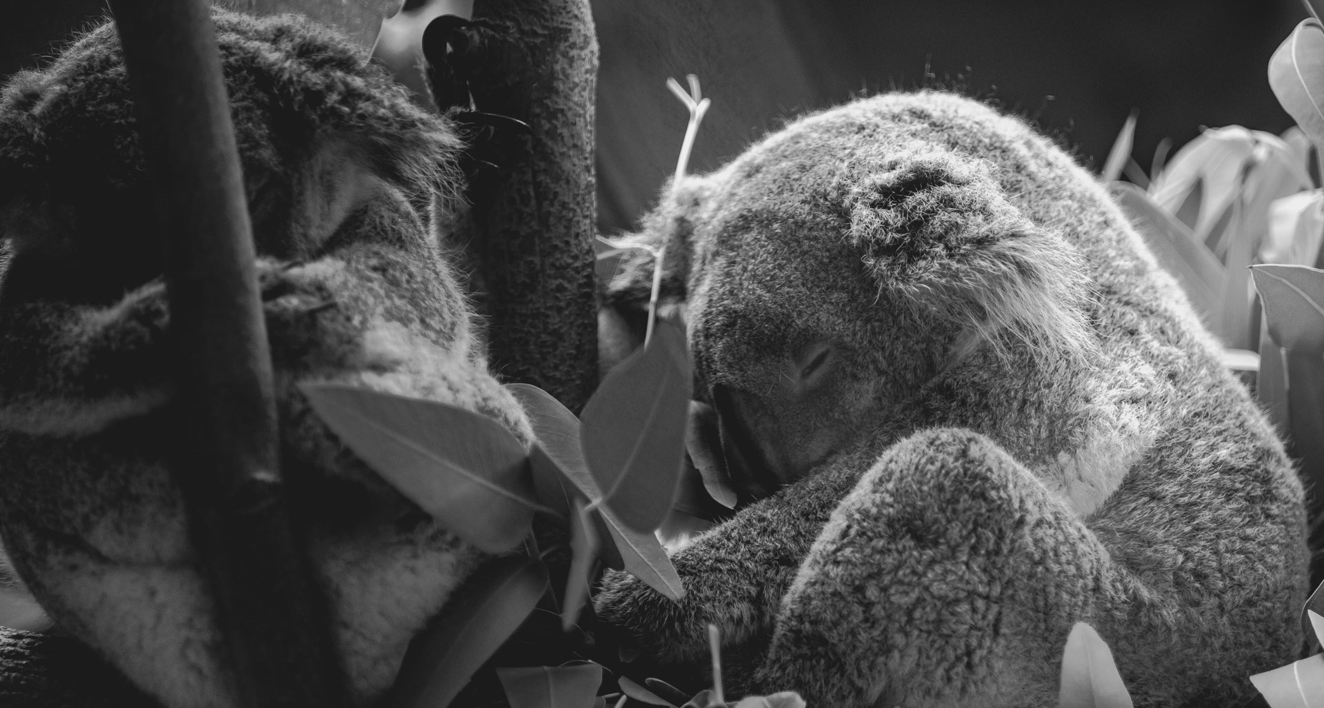 Kosciuszko Koala sightings raise hopes for species' survival
