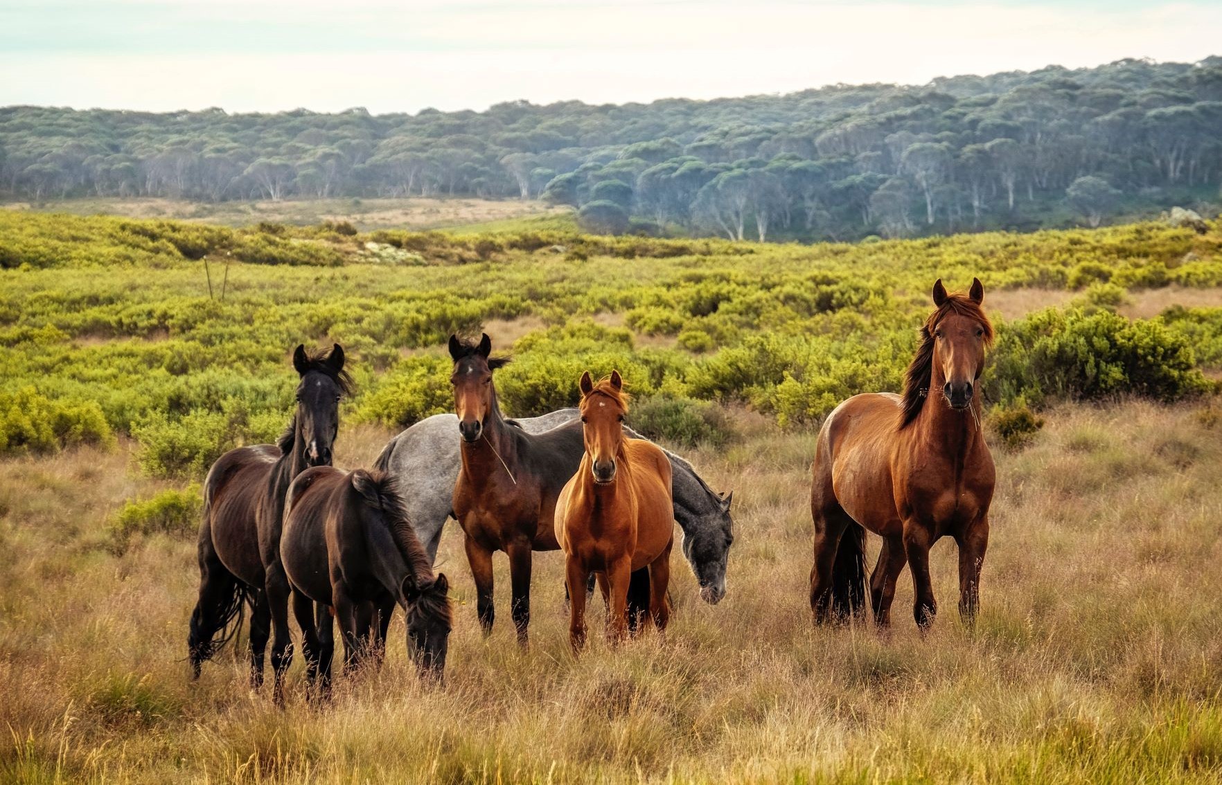 Last call for community wild horse advisory panel applications