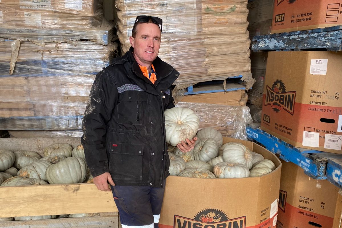 Pumpkin farmer holding a pumpkin