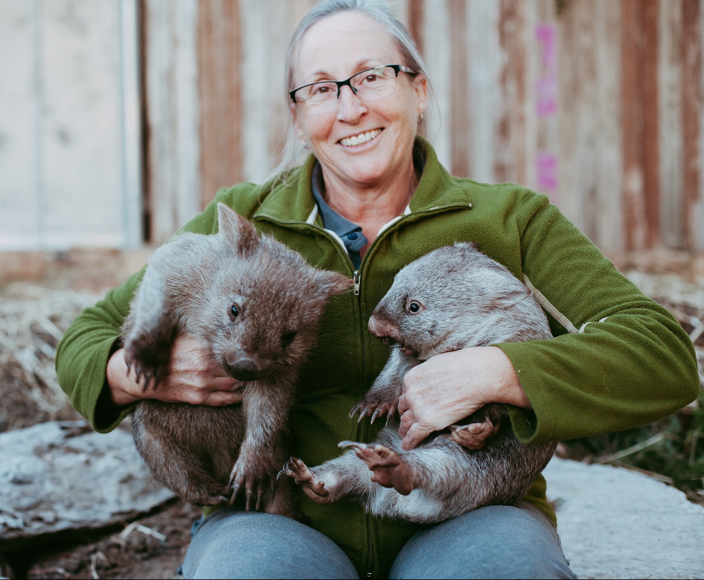 Rescued wombats released into the wild after two years of recovery