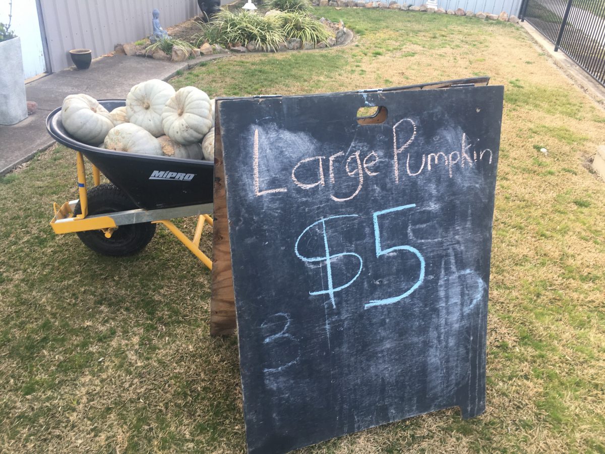 Pumpkins in a wheelbarrow and a sign that reads $5