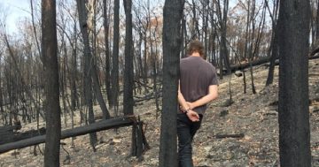 Alarm bells sounded as increased regrowth fuels bushfire risk