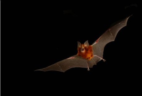 Forestry Corp handed $230,000 fine for bat-related breaches near Bodalla