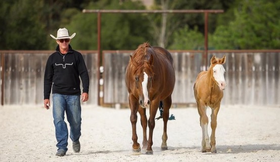 Warwick Schiller at home in the US with two of his horses Bella and Bodhi