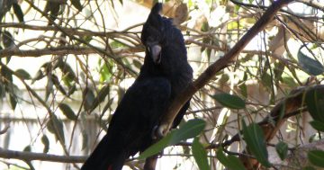 First koalas, now glossy black cockatoos, skinks in danger