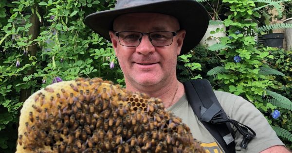 Goulburn beekeepers ready for swarming season