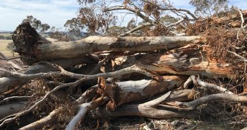 Goulburn records major increase of illegal vegetation clearing across shire