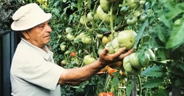 Sharing 'Rocco's Tomato Seeds' keeps Nonno's legacy alive
