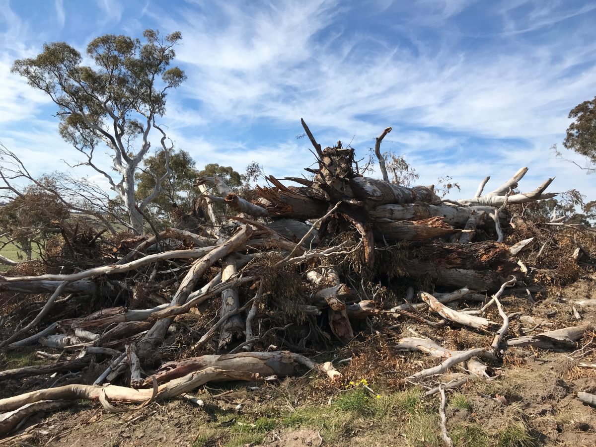 Pile of felled trees