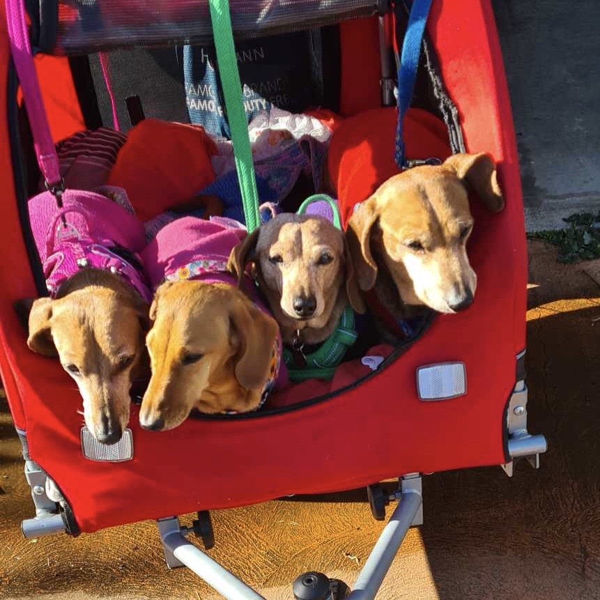 dachshunds in a pram